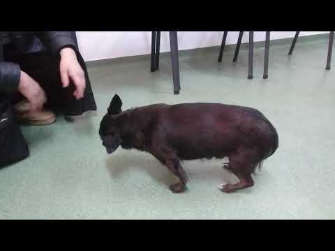 Video: Paralizia Coonhound La Câini