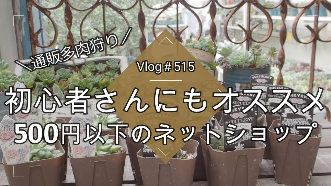 ෆ˚*感謝セールෆ˚* ライムジュース 1苗 抜き苗 寄せ植え 多肉植物 Vlog311】【多肉植物】初心者さんOK💗抜き苗やカット苗で作る
