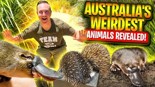 Australia's Weirdest Animals Revealed!!!