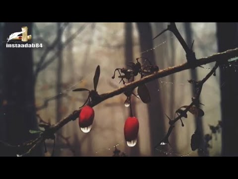 وكم مر بي سائل مشفقا حافظ ابراهيم