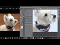 Time-lapse Illustration: Dog Painting, Manga Studio