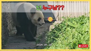선수핑 방사장 이동이 생겼습니다 Shenshuping Pandas Have Moved to Their New Home!