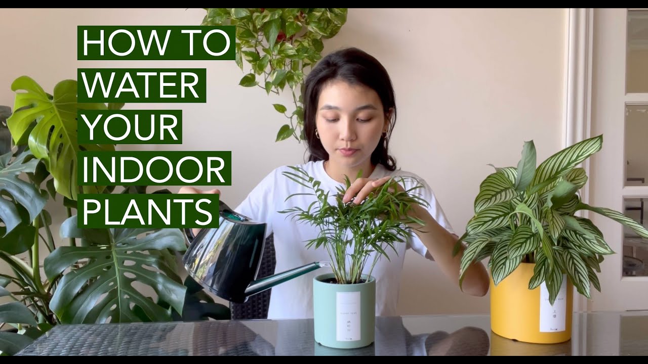 How and when to water your indoor plants YouTube