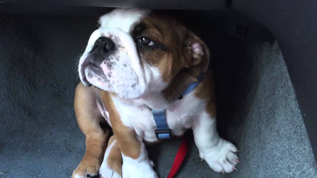 Adorable puppy falls asleep while sitting - YouTube