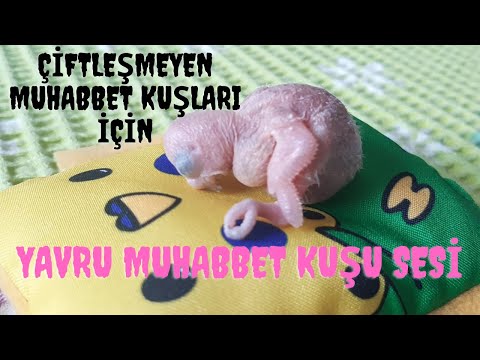 YAVRU MUHABBET KUŞU SESİ - Muhabbet Kuşu Sesi