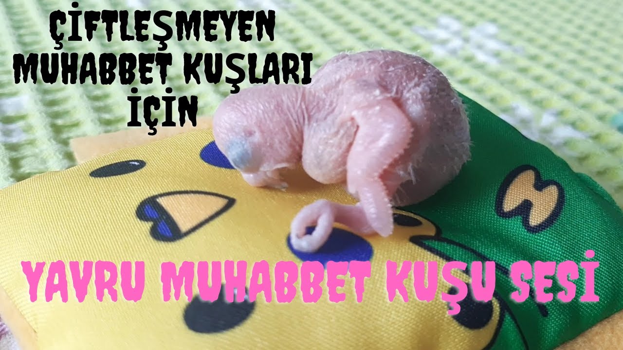 YAVRU MUHABBET KUŞU SESİ - Muhabbet Kuşu Sesi