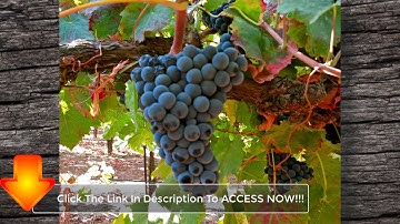 How To Grow Grape Vines - Three Critical Soil Factors In Learning How To Grow Grape Vines