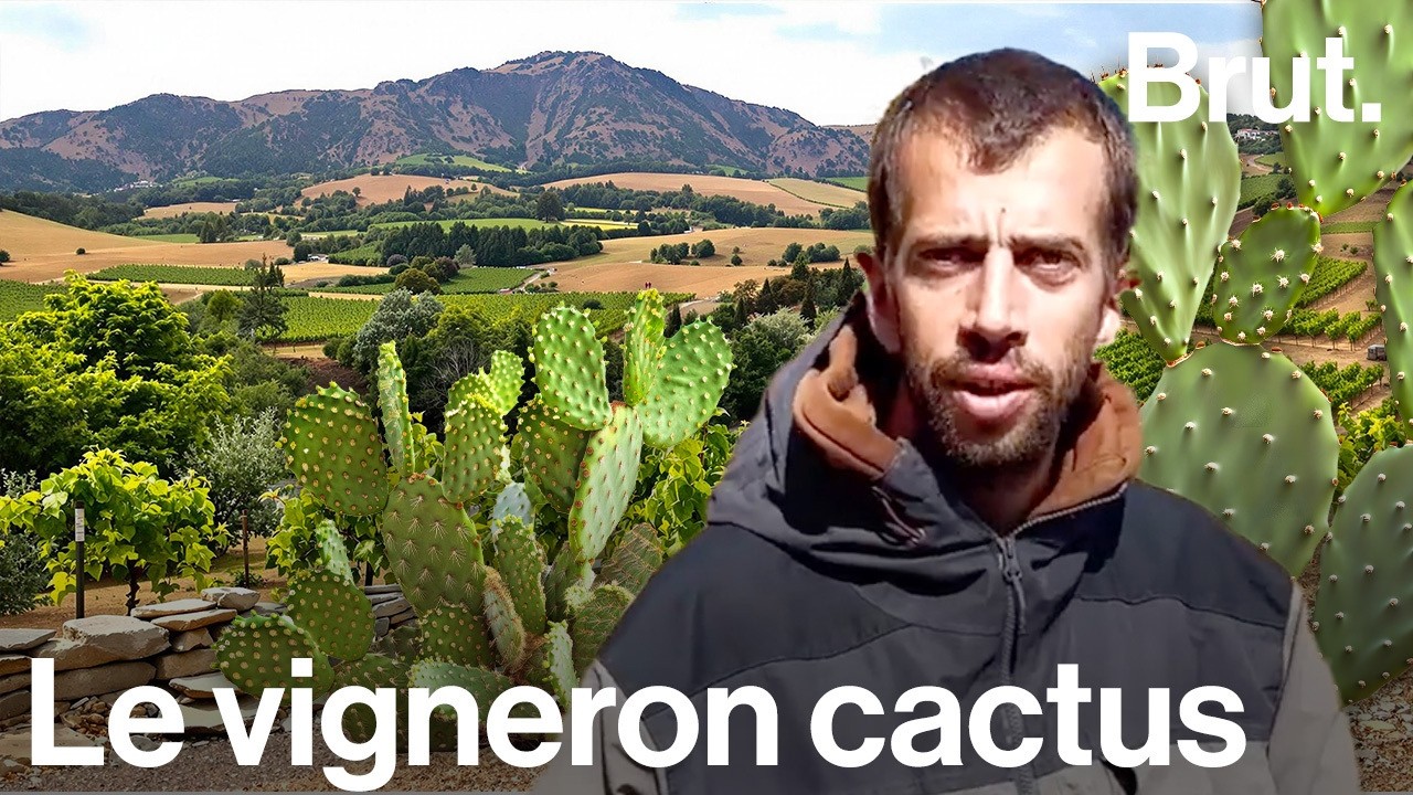 Ce vigneron arrache ses vignes pour planter des cactus