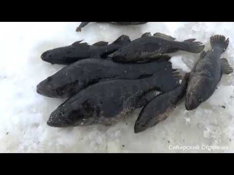 Video: Ako Variť Ryby V Rúre
