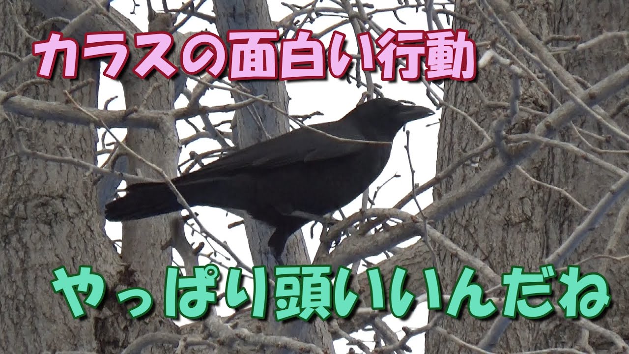 カラスの面白い行動-やっぱり頭いいんだね♪ - YouTube