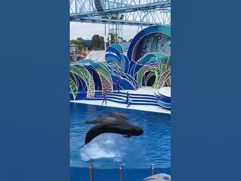 #shorts SeaWorld - YouTube