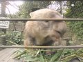 ウォンバット「ヒロキのお食事」【横浜市立金沢動物園公式】.mov