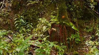 Puerto Rico ~ Sounds of the Rainforest ~ El Yunque Puerto Rico ~ Sounds of the Rainforest ~ El Yunque