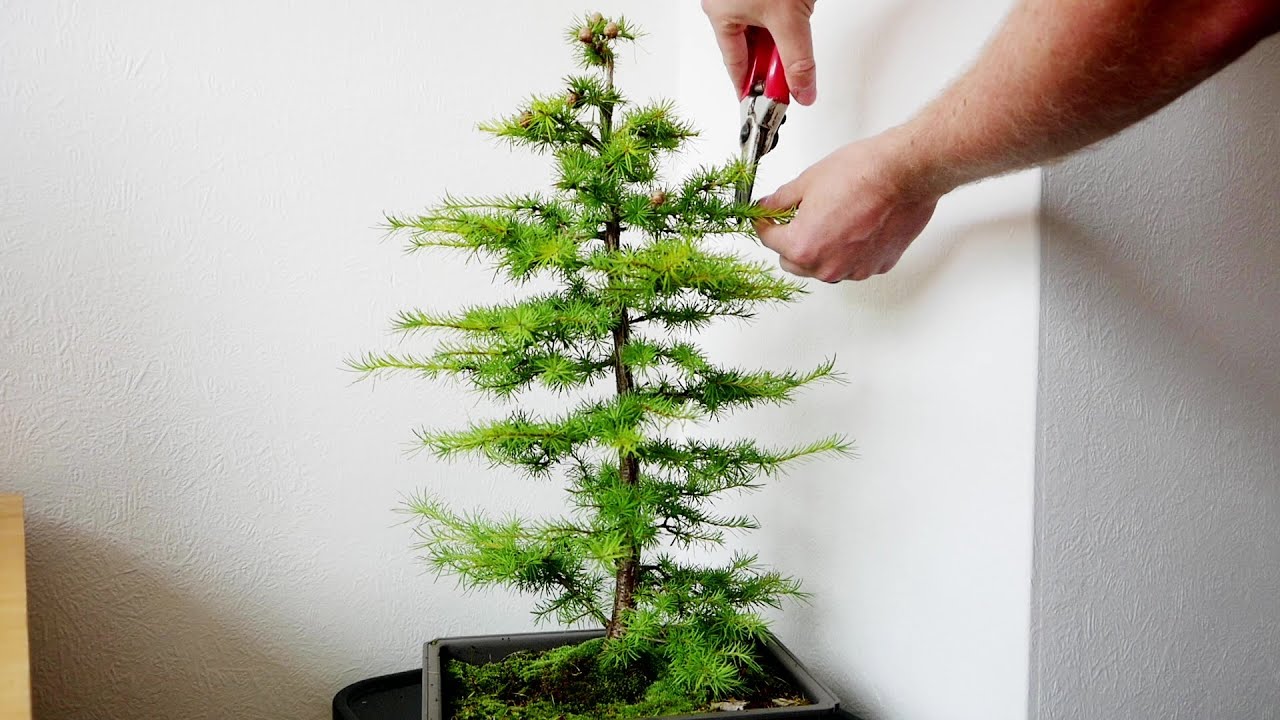 Larch Bonsai Summer Pruning (2023 Update) YouTube