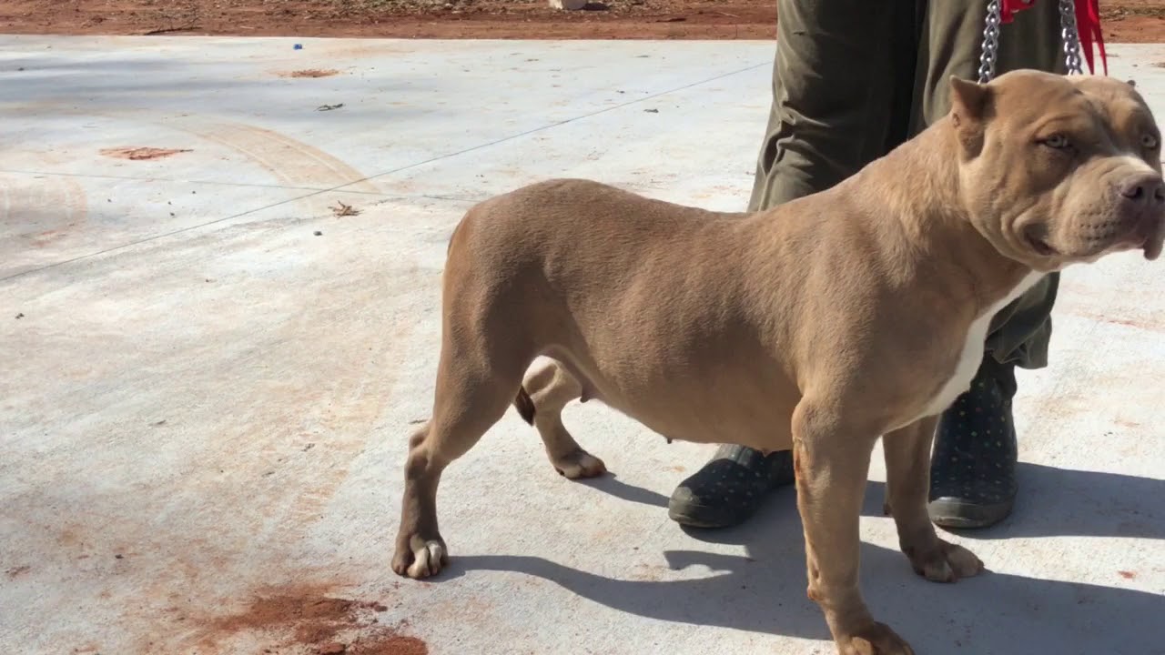 brindle bully puppies for sale