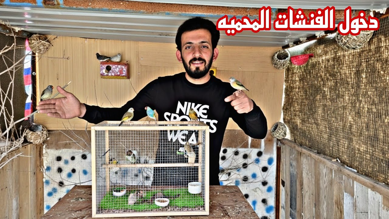 وصول الفنشات المحميه صار عنده تفقيس جديد 