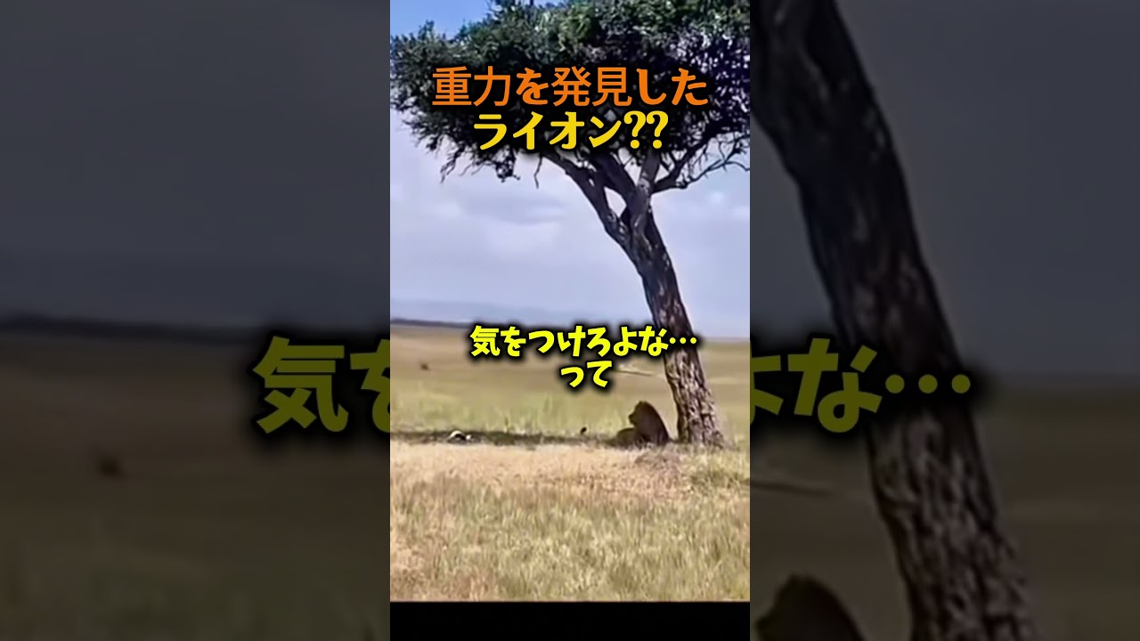ライオン、まさかの物理デビュー