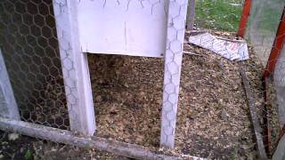 chicken door coop