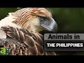 Wildlife in Philippines - The Amazing Native Birds, Fish, Snakes, and More