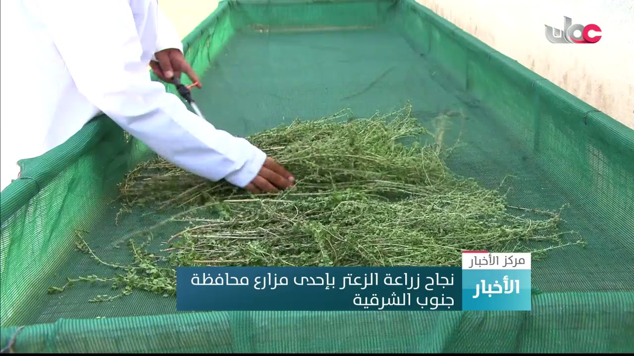 نجاح زراعة الزعتر بإحدى مزارع محافظة جنوب الشرقية