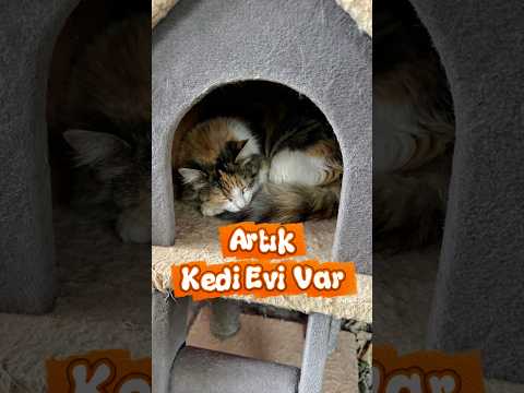 Artık Kirli’nin de Kedi Evi Var ❤️🫡