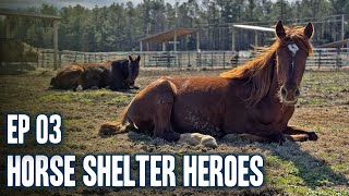 Horse Shelter Heroes | S6E3