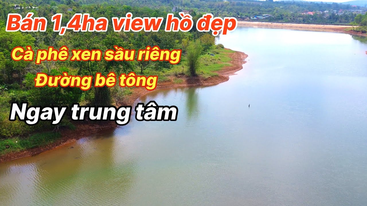 Bán 1,4ha Cà Phê Xen Sầu Riêng View Hồ Đẹp, Mặt Đường Bê Tông tại Xã Quảng Tân tỉnh Lâm Đồng.