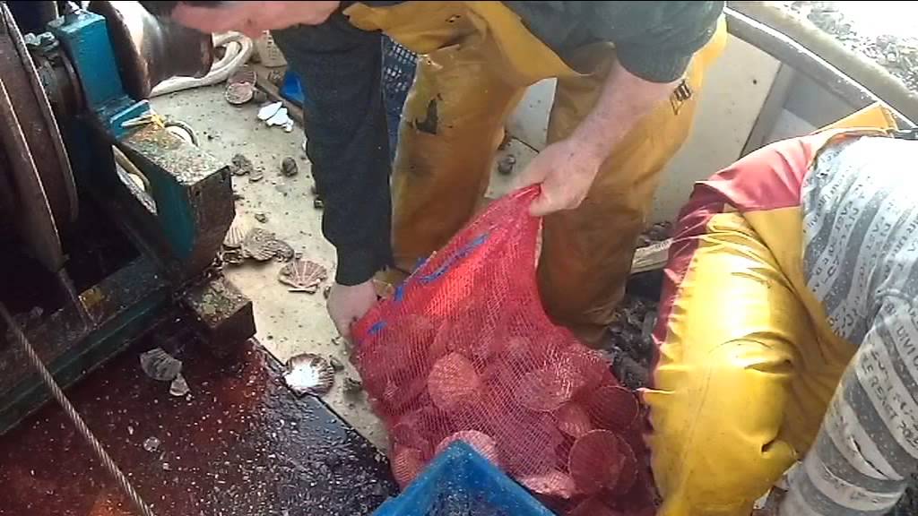 La pêche à la coquille Saint-Jacques à la drague