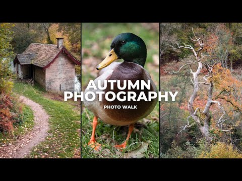 Autumn Photo Walk in the Cotswolds: Nikon D750