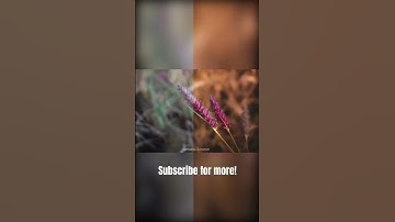 Moody editing in Lightroom #moodybrown #lightroompresets #lightroomtutorial #moodyediting #lightroom