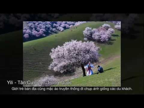 Video Ngắm thung lũng hoa mai đẹp nhất thế giới - youtube