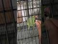 #trending #viralvideo #maitotamaitota #parrot #parrots #shortsfeed #shortvideo #shortsviral #video