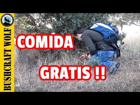 Video: Consejos De Expertos Para Buscar Plantas Comestibles En La Naturaleza