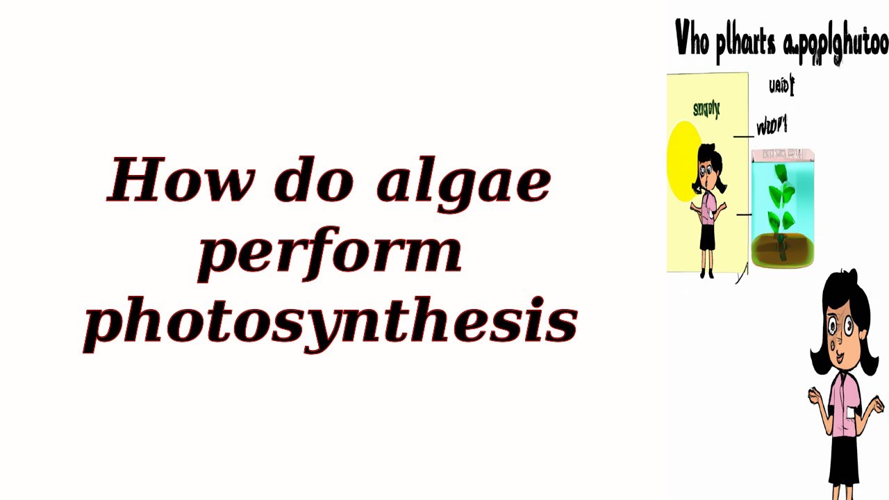 How do algae perform photosynthesis?