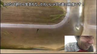 卵からメダカの稚魚(針子)が生まれたのだ!そう!獰猛にね!