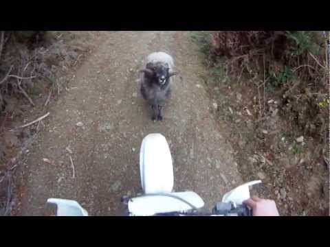 You shall not pass - Mountain ram attacks motorcyclist - the original musical version.