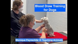 Dog Blood Draw Training | Teaching Animals by Teaching Animals 394 views 9 months ago 6 minutes, 11 seconds