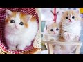 Baby Cats - Cute and Funny Cat Videos Compilation #39 | Aww Animals