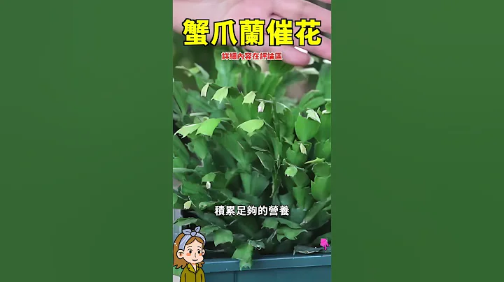 蟹爪兰养护#多肉植物 #多肉 #花花世界 - 天天要闻