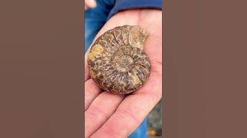 FOSSIL AMMONITE SURPRISE 😳!(It Looks Polished)#beachfinds#ammonites#rockhounding
