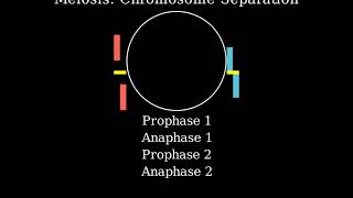 Sister chromatids of each chromosome separate during 1 Prophase 1 Prophase 2 Anaphase 1 Anaphase 2