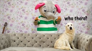 Pranking My Dog With Elephant Costume! Funny Dog Videos by Happy Licious 5,050 views 2 years ago 3 minutes, 8 seconds