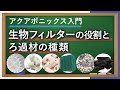 アクアポニックスに不可欠な生物フィルタ―
