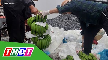 Chợ 25 Tết, 350.000 - 500.000 đồng/nải chuối xanh | THDT