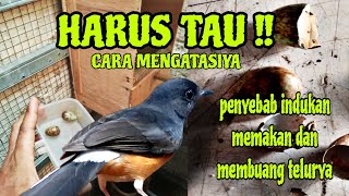 PENYEBAB DAN CARA MENGATASI BETINA BUANG TELOR DAN MAKAN TELURYA SENDIRI #muraibatu #sarangkicaucpp