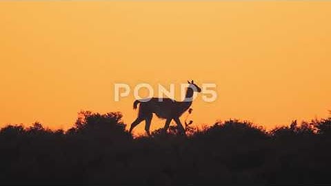 259355342-cinematic-tracking-shot-single.mp4