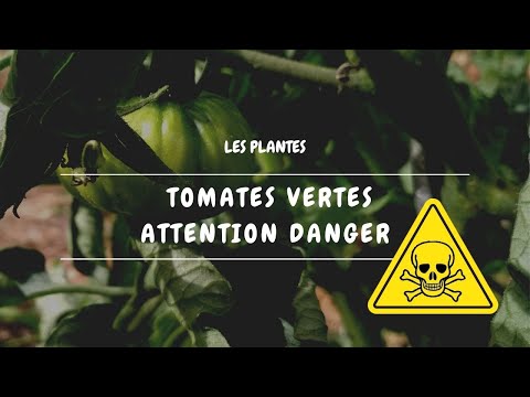 ☠️ Tomates vertes ATTENTION DANGER