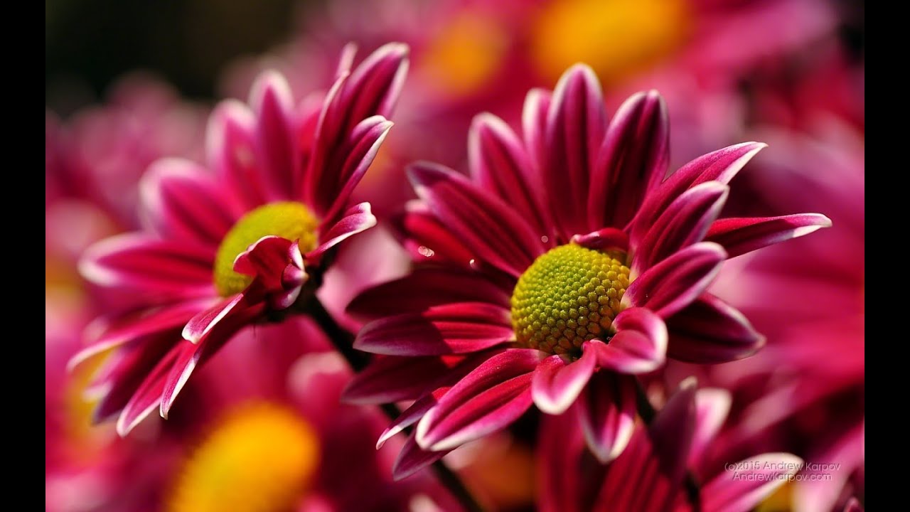 Cô Sáu - Cô Chín - Cô Mười - Cô Bé ( Hát văn Sài gòn )