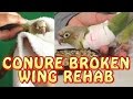 Green Cheek Conure Broken Wing Injury and Rehab