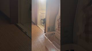 これ、かわいいやつやん